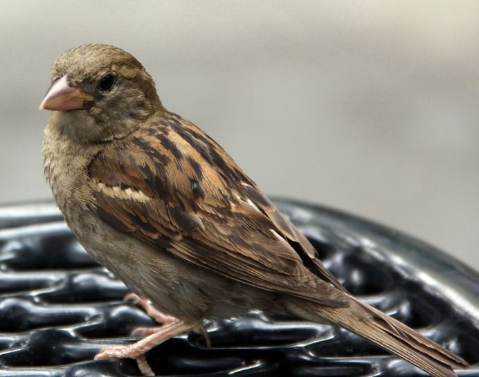Воробей городской