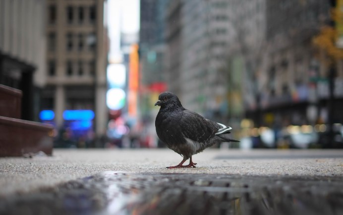 Синантропы скворец