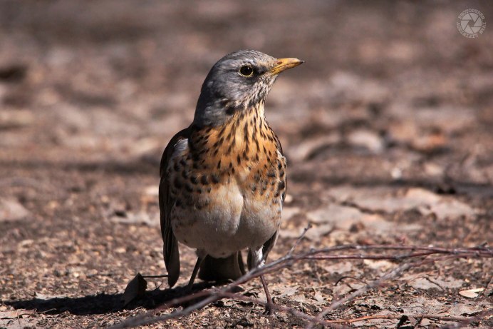 Уличные птицы