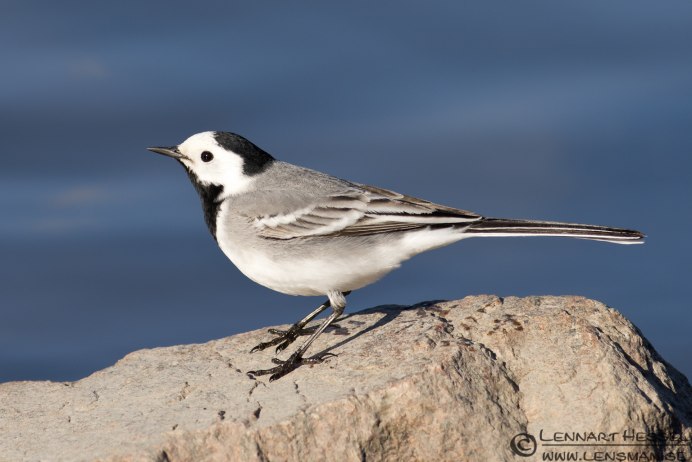 Редкие городские птицы