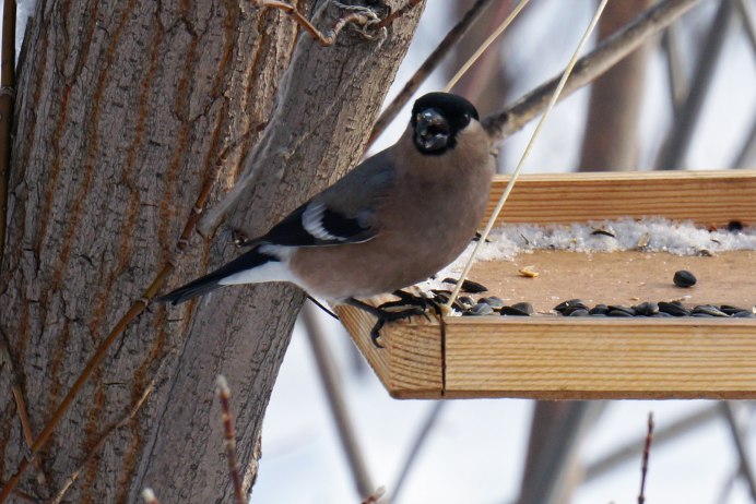 Зяблик рябинник