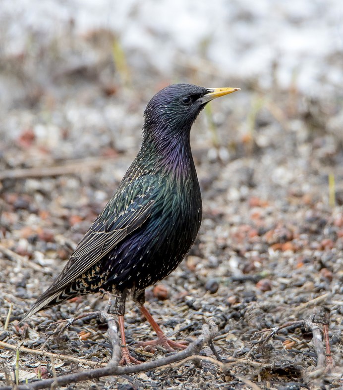 Sturnus vulgaris