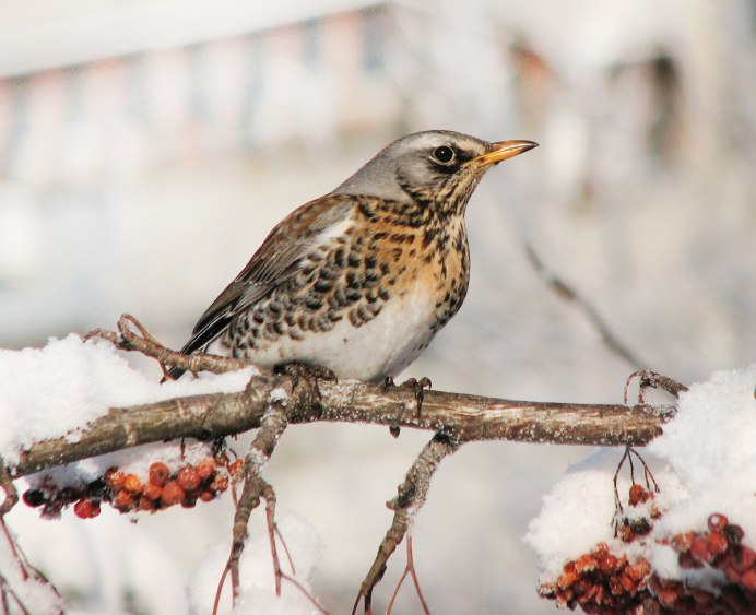 Птицы в городе
