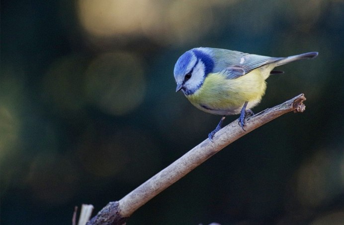 Red-billed Leiothrix