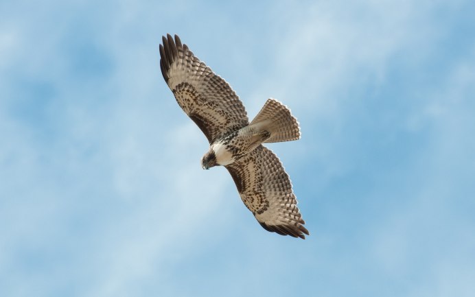 Балобан Falco cherrug