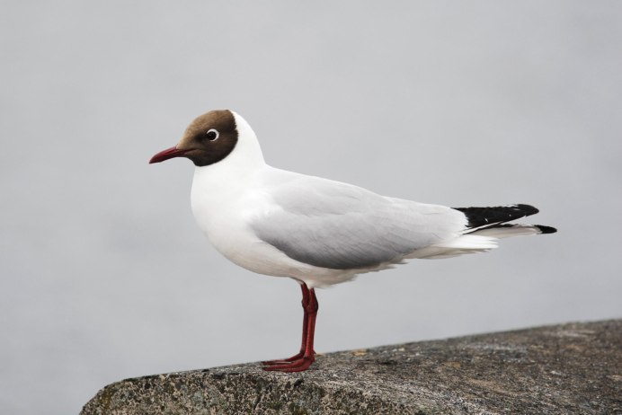 Larus ridibundus (отряд Ржанкообразные)