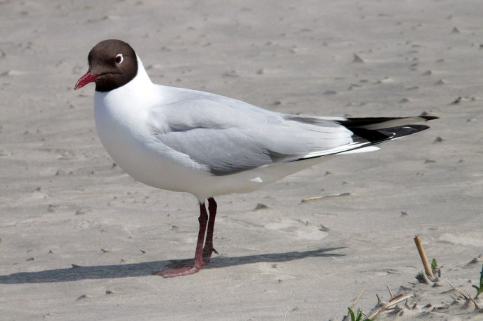 Черноголовая Чайка (Larus melanocephalus)