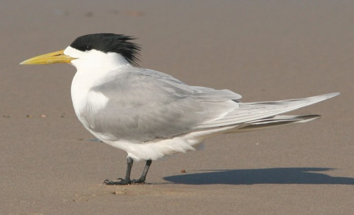 Черноголовая Чайка (Larus melanocephalus)