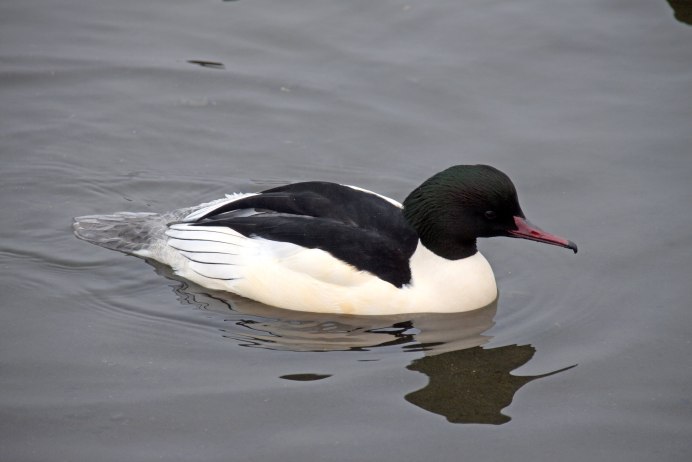 Chroicocephalus ridibundus