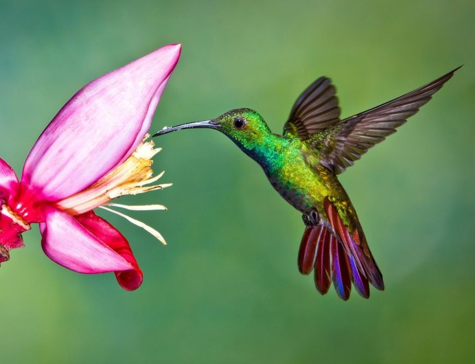Колибри Colibri Coruscans