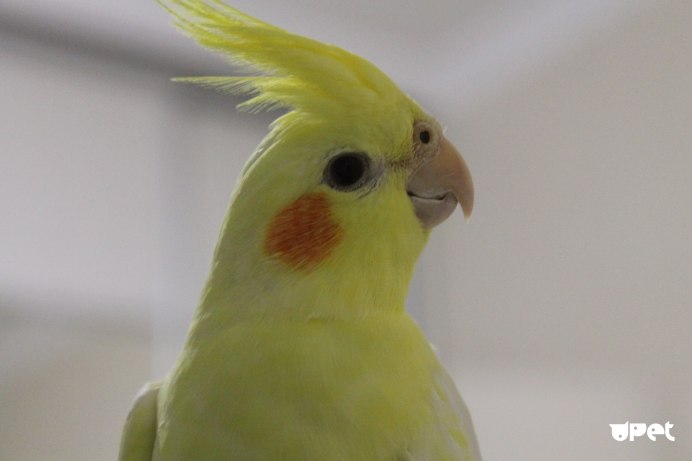 Малый желтохохлый Какаду