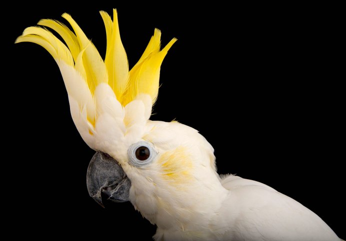 Корелла альбинос