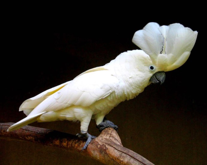 Попугай белый Какаду