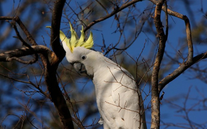 Попугай Какаду