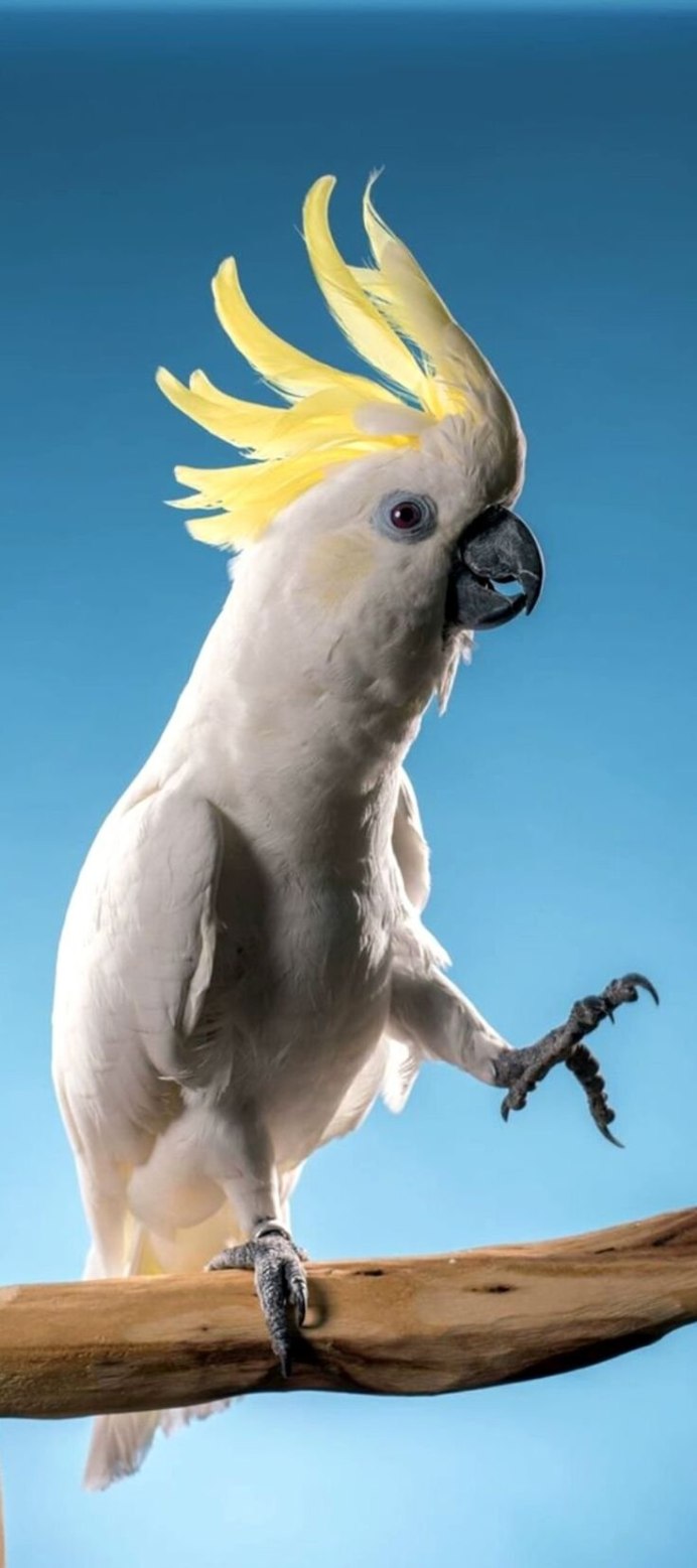 Попугай корелла