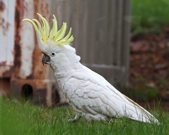 Попугай Какаду белохохлый