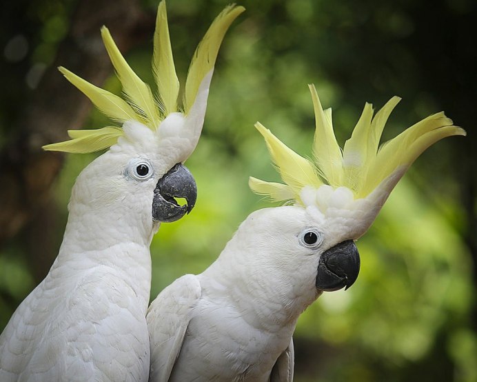 Желтохохлый Какаду