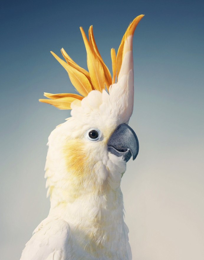 Попугай Какаду