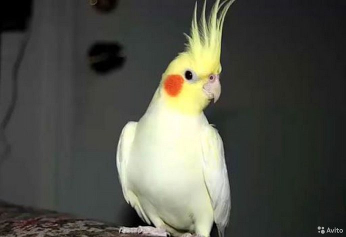 Попугай корелла лютино