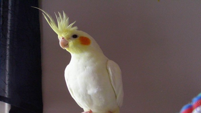 Попугай с хохолком корелла