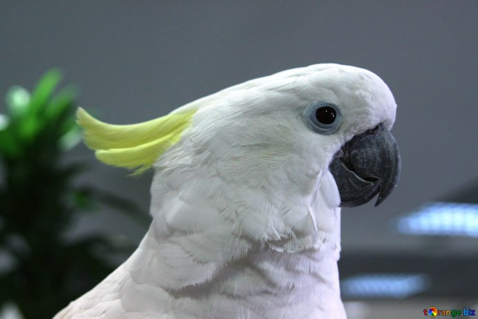 Попугай Какаду зеленый