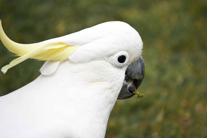 Клюв попугая Какаду