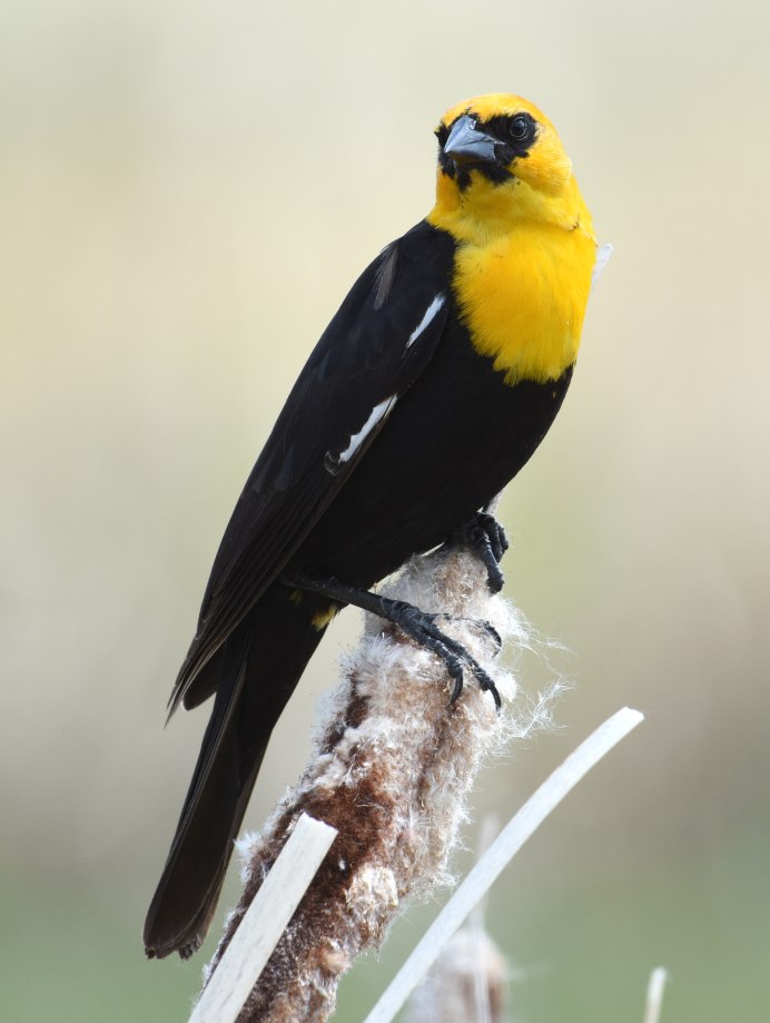 American Goldfinch (Spinus tristis)