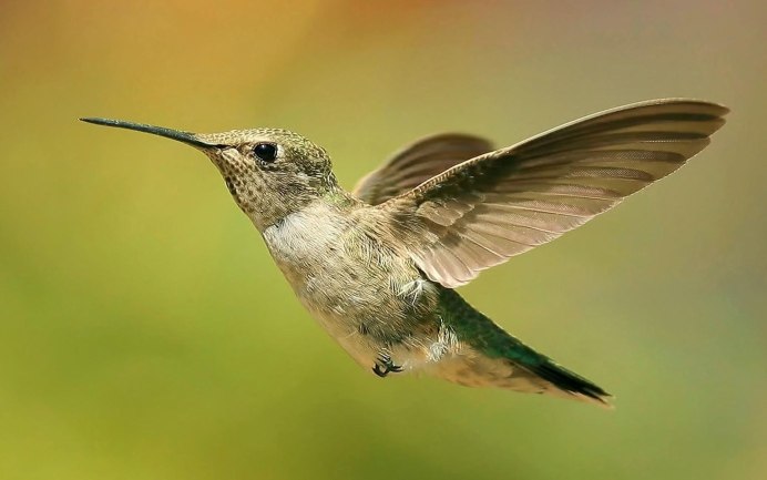Кулик Бекас (Gallinago Gallinago)