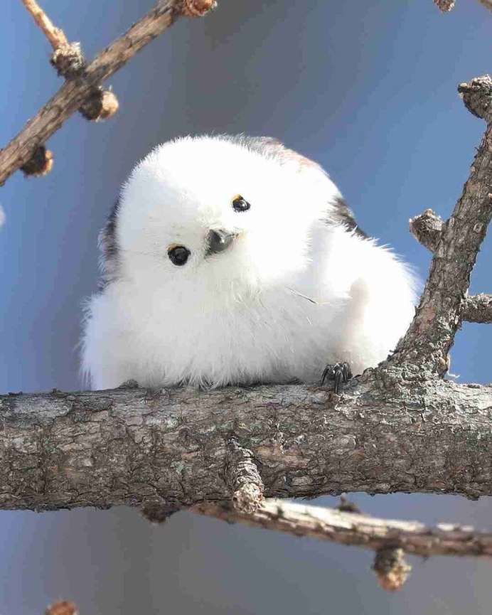 Шима энага птичка