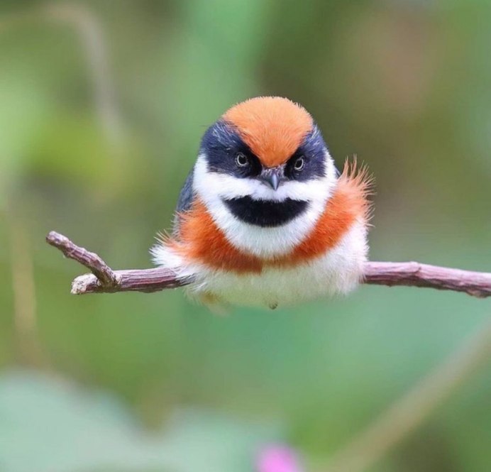 Рыжеголовая длиннохвостая синица (Aegithalos concinnus)