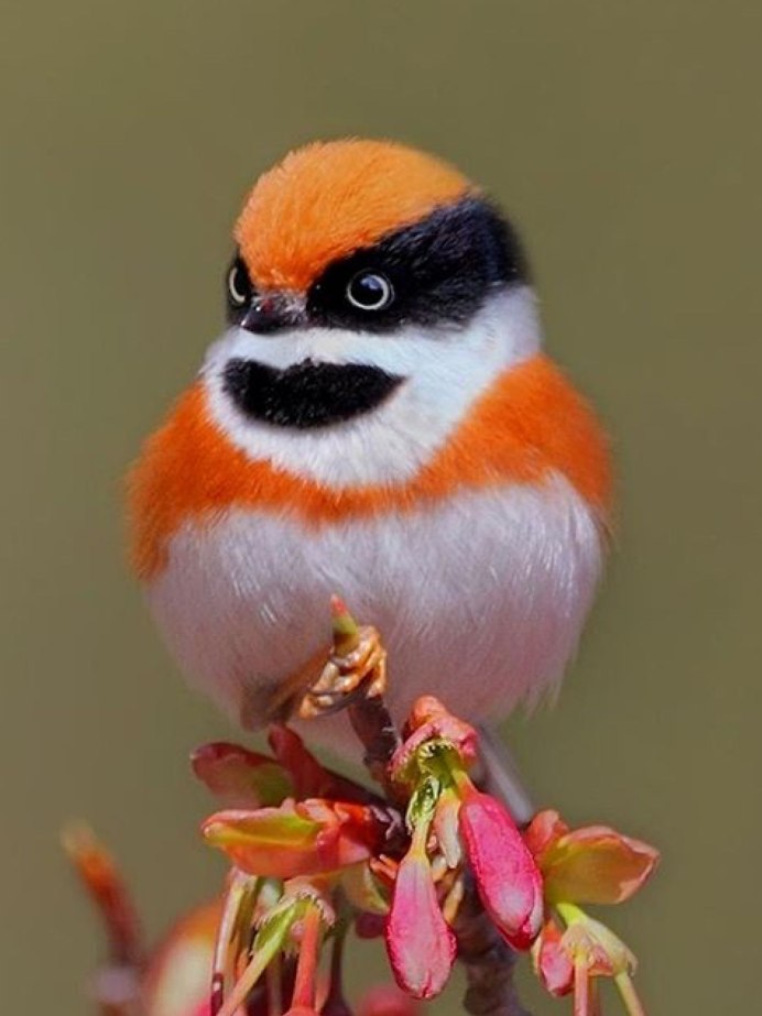 Красивые птички