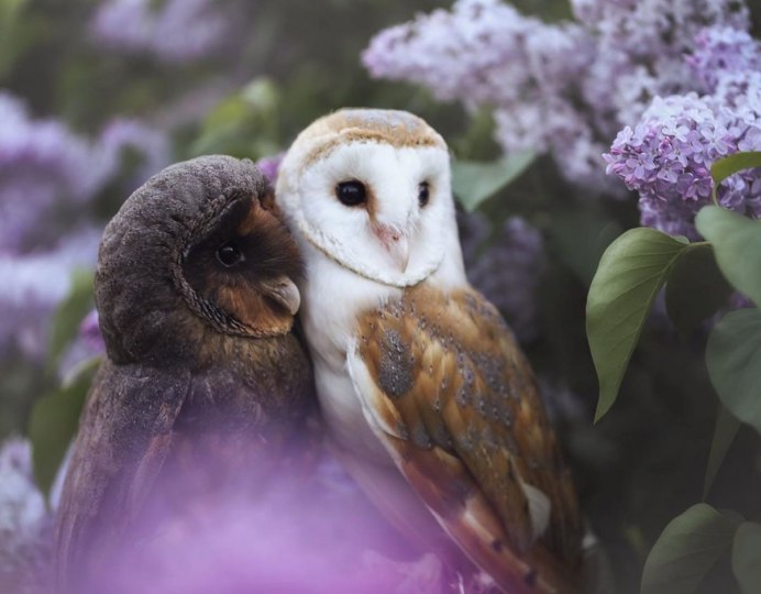 Птенцы Желтоголового королька птица