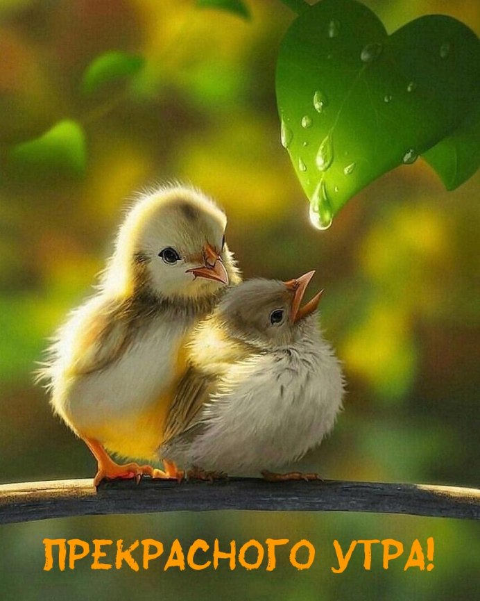 Утро птички