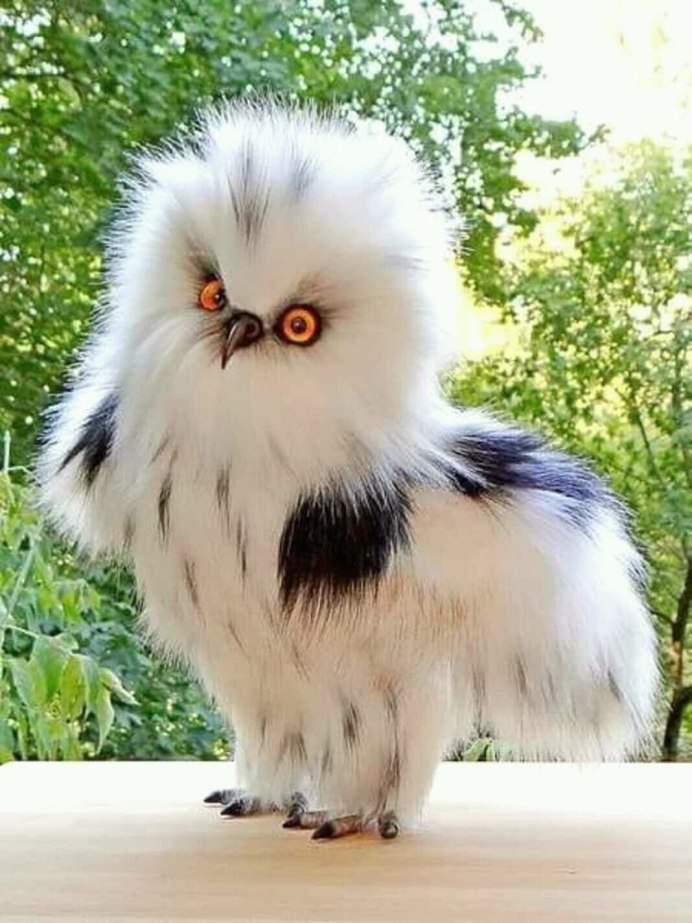 Пушистая птица