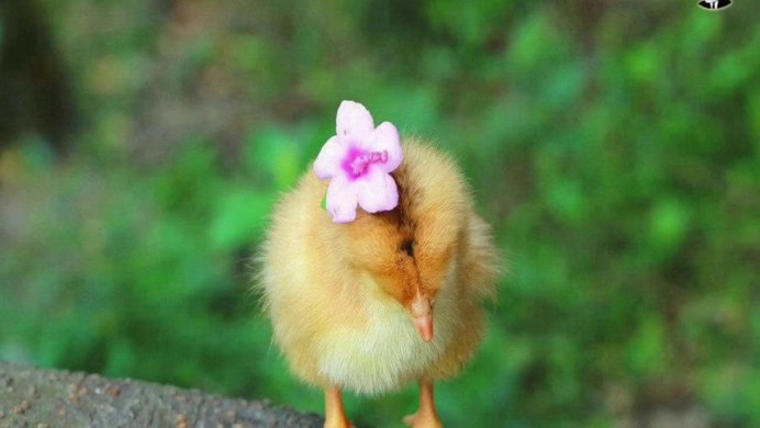 Милые птенцы