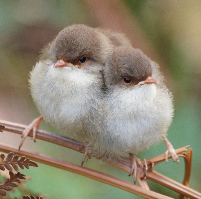 Миленькие маленькие птички