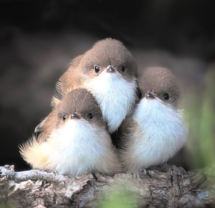 Пушистый птенец