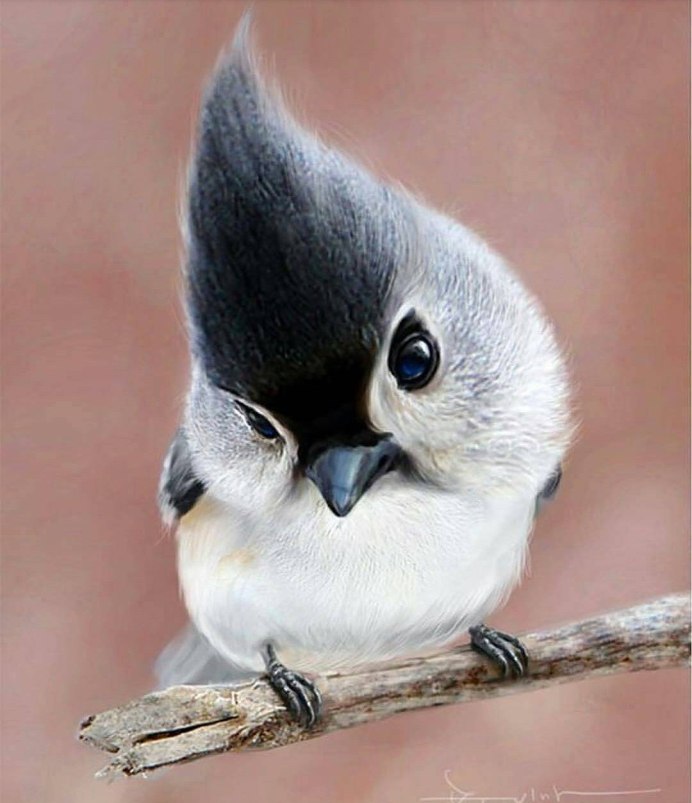 Усатая синица толстая