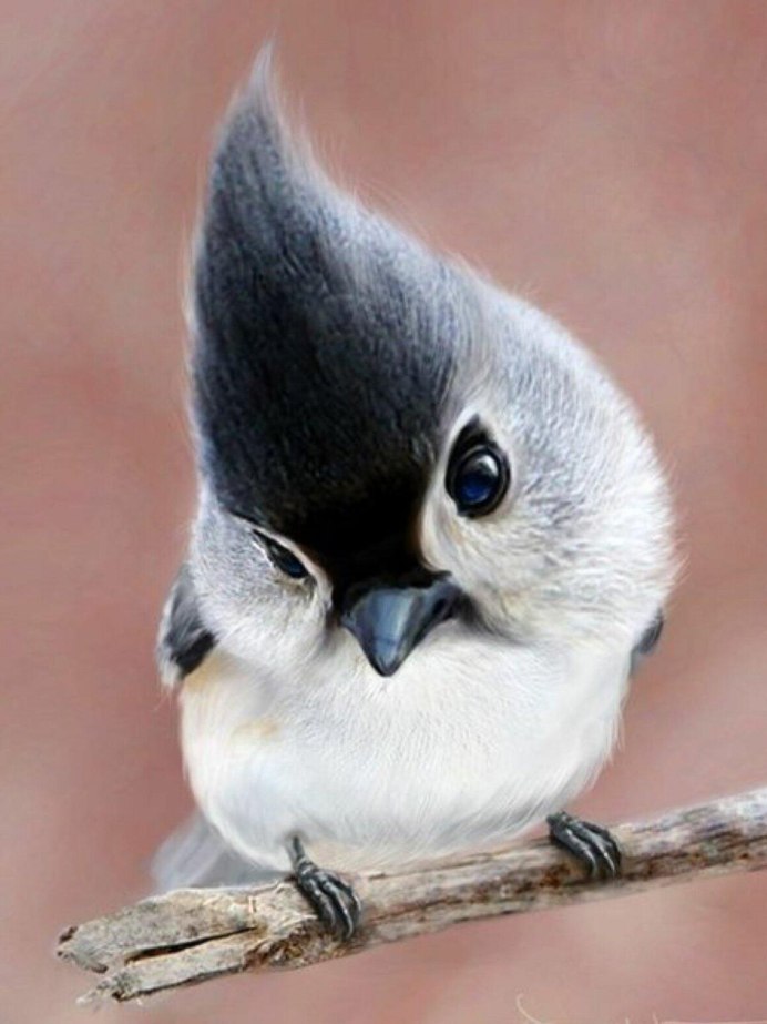 Смешные птицы