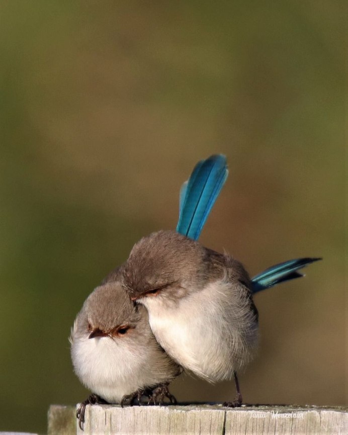 Птичка мозгоклюйка