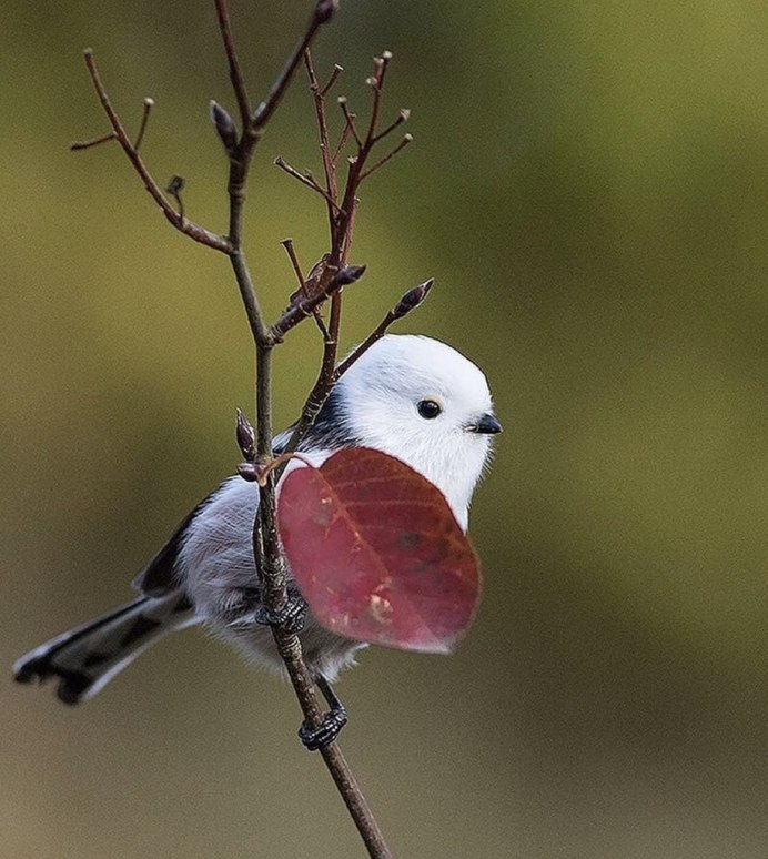 Птенцы длиннохвостой синицы