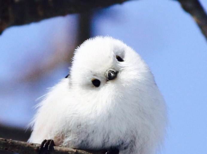 Длиннохвостая синица Хоккайдо