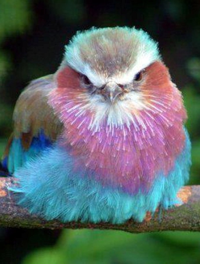 Радужная птица