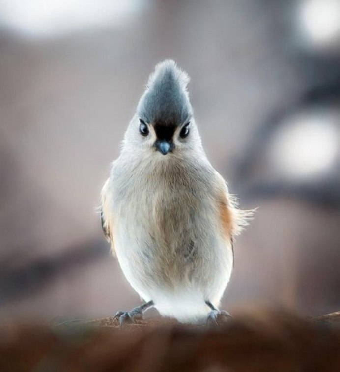 Милые птички