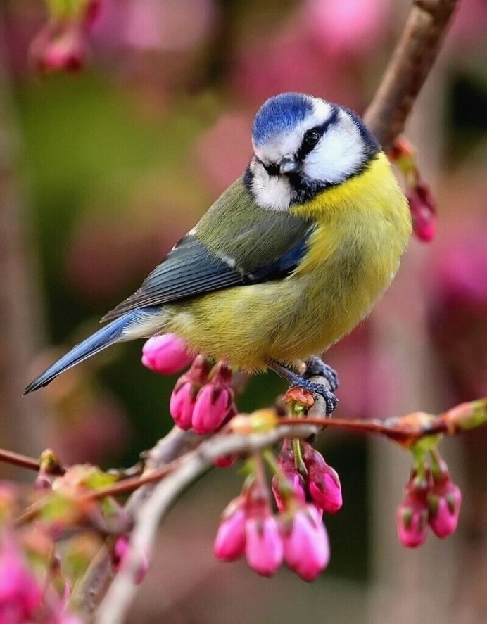 Маленькие круглые птички