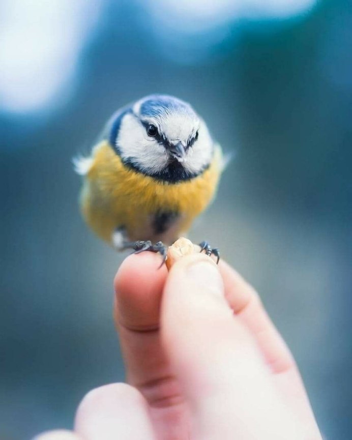 Милые птички