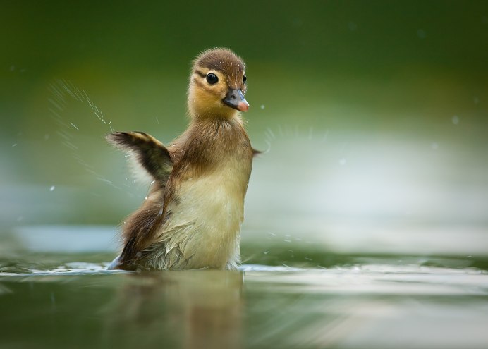 Самые красивые птенцы