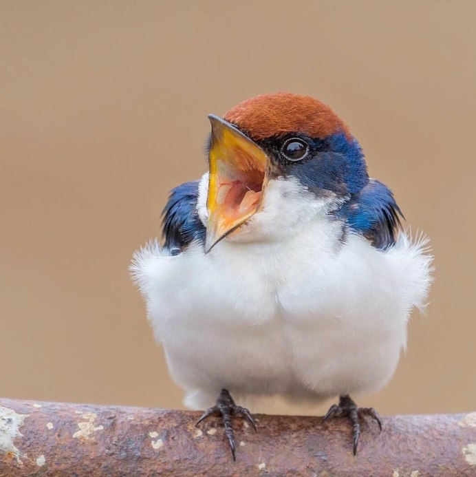 Хорошенькие птички