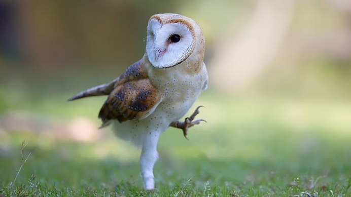 Милые Совы сипуха