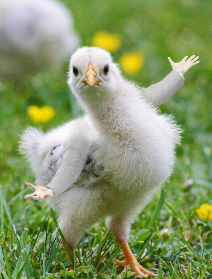 Подросшие цыплята